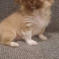 Chihuahua mini girl, в г.Binsfeld