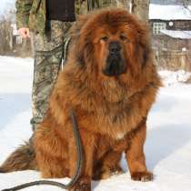 Кобели Тибетского мастифа для вязки, в Киржаче