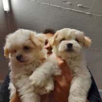 Ищем новый дом (Мальтезе), в г.Mogendorf