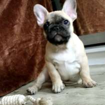 Палевый мальчик Французского бульдога 3 месяца, в Москве