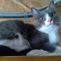 Отдам котят в Юрге, в Юрге