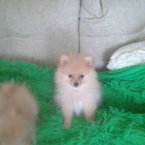 Продаю щенка Шпица, в Туле