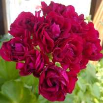 Пеларгонии(укорен. черенки), в Санкт-Петербурге