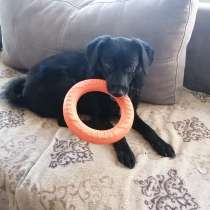 Маленький трогательный пёсик, в Санкт-Петербурге