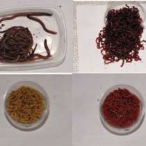 черви в тюмени купить, в Тюмени