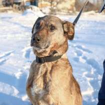 Преданый хозяевами пес Бим ищет дом и доброе сердце, в Саратове