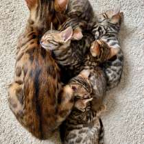 Бенгальские котята, в г.Познань