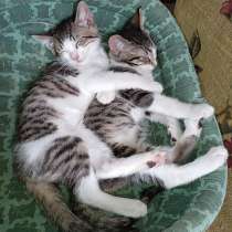 Очаровательные крохи-котята, мальчик и девочка в добрые руки, в Москве