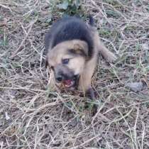 Щенки, в Кемерове