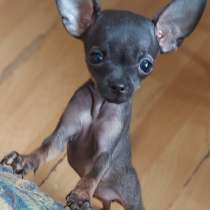 Продам щенков мини, в г.Хайде