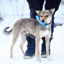 Маленькая лапочка-собачка, в Санкт-Петербурге