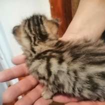 Котята даром, в Орске