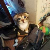 Котята вислоухие. 1 месяц, в г.Костанай