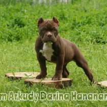 American Bully Poket, в г.Таллин