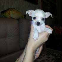 ЩЕНОК ЧИХУА-ХУА, в Севастополе