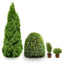 Продам туи, в г.Мозырь