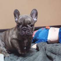 Французский бульдог. Chocolate, в г.Стамбул