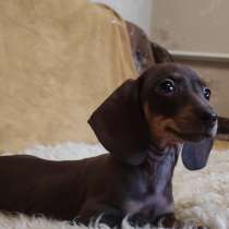 Такса карликовая. Мрамор, шоколадный подпал, в г.Бранденбург