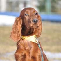 Щенки ирландского сеттера, в г.Минск