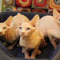 Канадские сфинксы, в г.Recoaro Terme