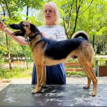 Большой друг котов и просто душевный пёс ищет дом, в Санкт-Петербурге