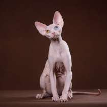Красота – страшная сила – это сфинкс, эльф бамбино, в Мурманске