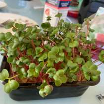 Микро зелень, в Славянске-на-Кубани