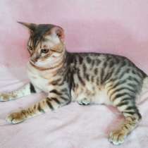 Котик Чаузи Ф2, в Москве