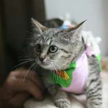 Очень необычный котёнок, в Санкт-Петербурге