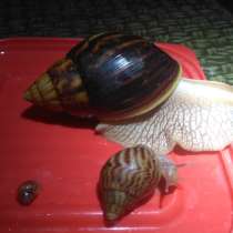 Улитки ахатин. Детки, в г.Мариуполь