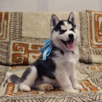 Добротные щеночки хаски, в Рязани