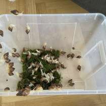 Afrikanische Riesenschnecke: Nachwuchs für EUR 2 pro Stück, в г.Вена