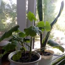 Цветы, в г.Луганск