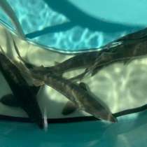 Живой осетр, в Жуковском