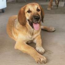 Щенки Катюша и Милаша (6 мес.) в добрые руки!, в Москве