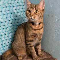 Полосатая красавица Варя, молодая домашняя кошечка в дар, в Москве