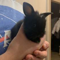 Декоративные кролики, в Пушкине