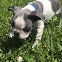 Бостон Терьер щенки, в г.Dorzbach