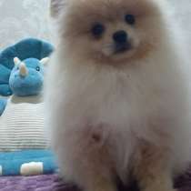 Pomeranian spitz. Cream boy, в г.Кёльн