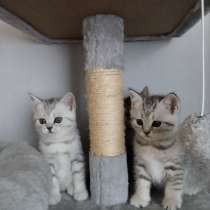 Süße und wunderschöne BKH Kitten anzugeben, в г.Merchweiler