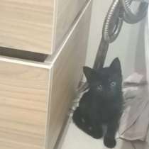 Отдам в добрые руки!, в Ижевске