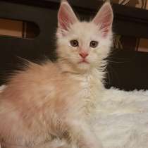 Мейн Кун мальчик, в Москве