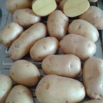 Продаем сорт Гала, Королева Анна, в Брянске