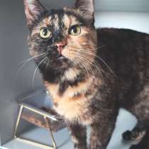 Кошечка Муся в добрые руки, в Москве