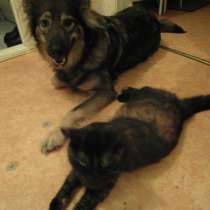 Выгул собачек в Долгопрудном, уход за кошечками, в Долгопрудном