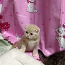 Шотландцы и британцы из питомника кошек, в Кисловодске