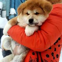 Акита ину, в Нижнем Новгороде