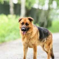 Умница Миша ищет дом и любимую семью, в Москве