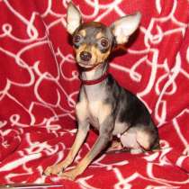 Девочка-тоечка взрослая мини, в Крымске