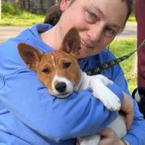 Щенок басенджи, родители с тестами по здоровью, в г.Галац